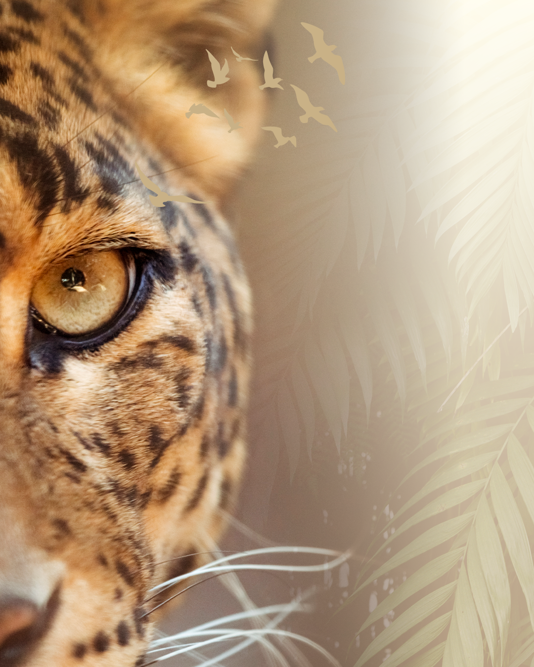 Amur leopard🐆
