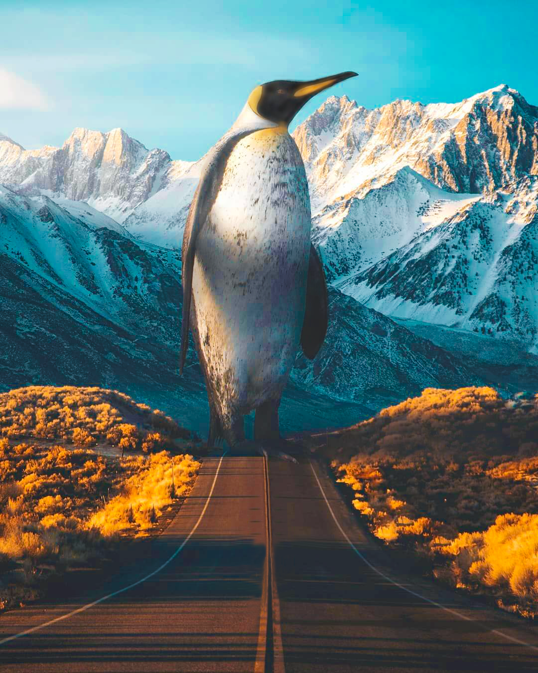 King penguin
