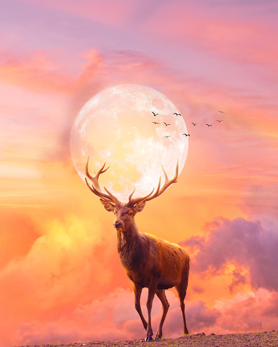 Sun deer🦌🦌