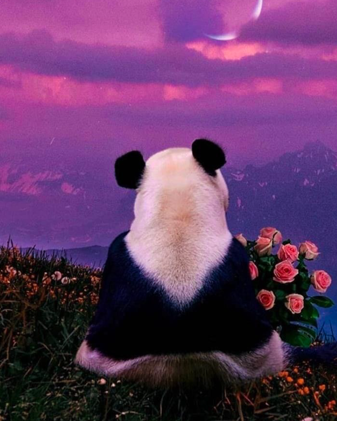 Panda watching the sunset🐼🐼