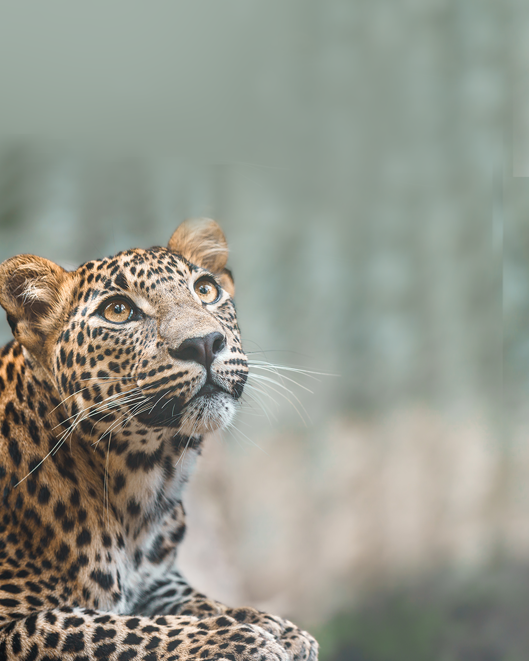 Sri Lankan leopard🐆