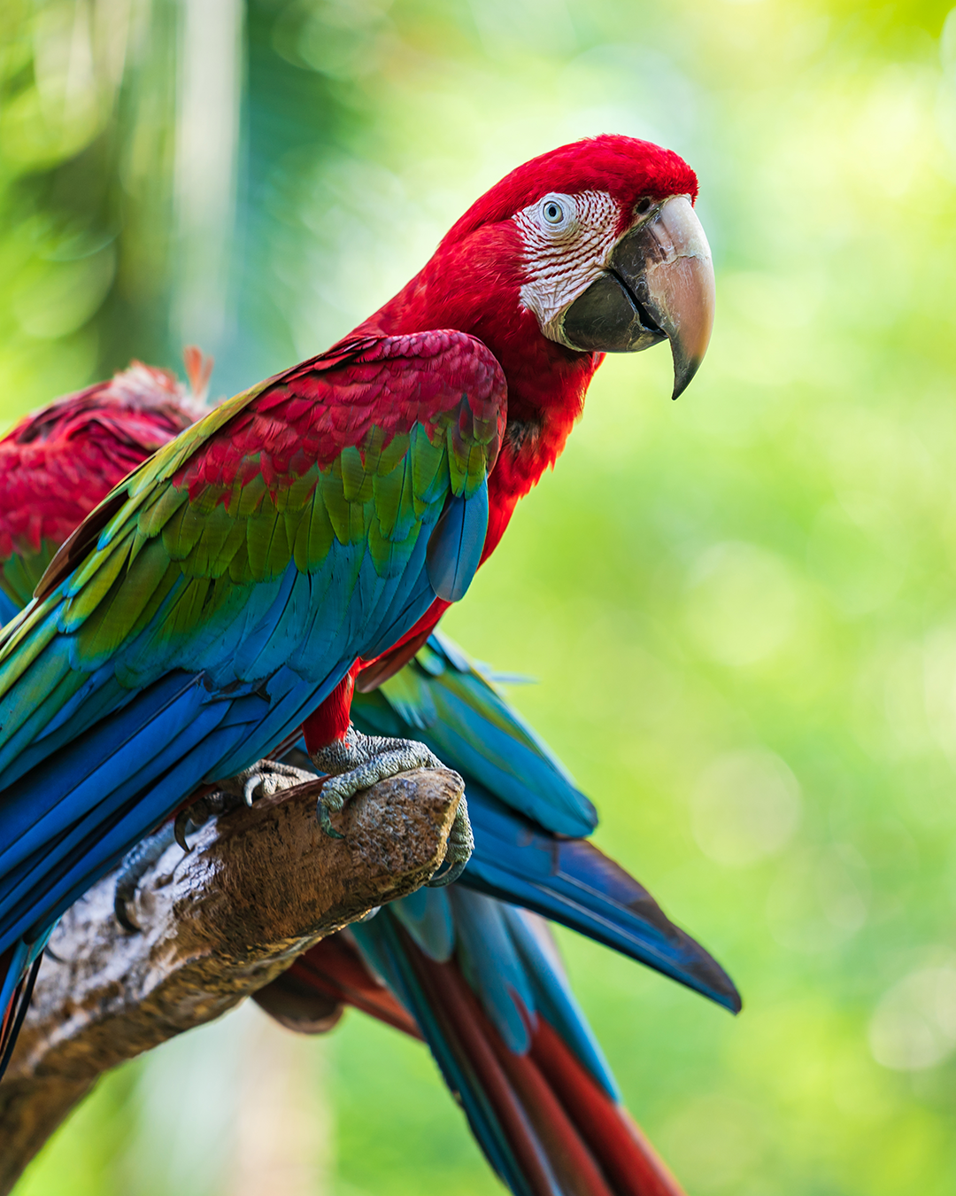 Macaw Bird🦜