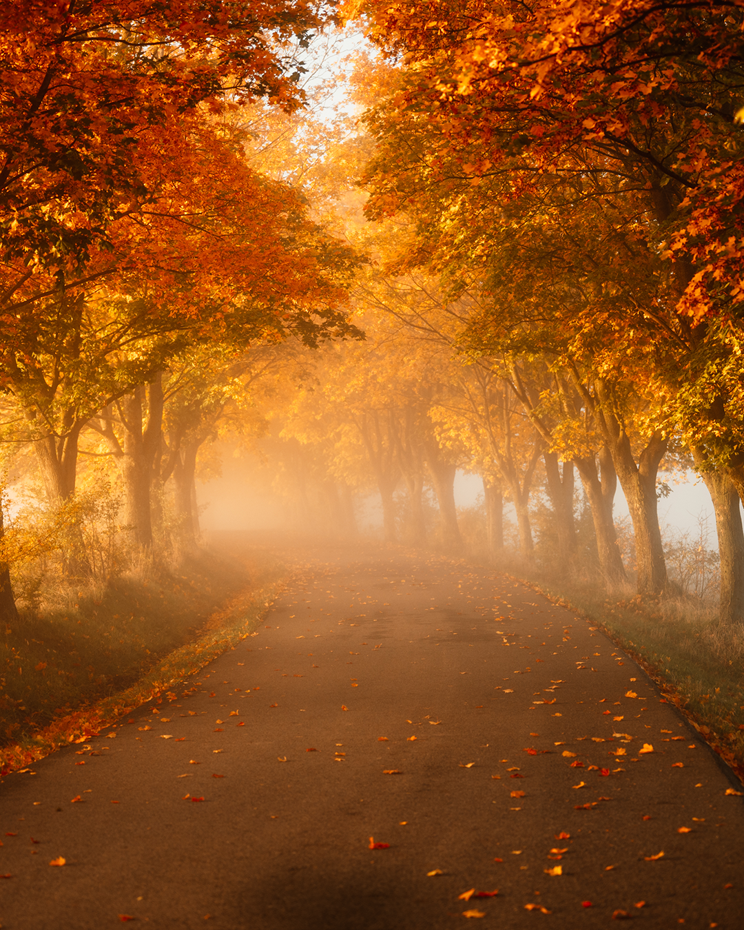 Landscape with rural road 🌳🌲🍂