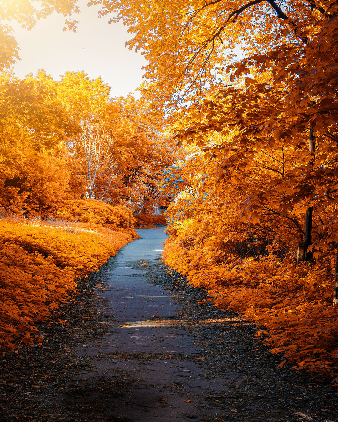 Autumn Path Park 🌲🌳🌴