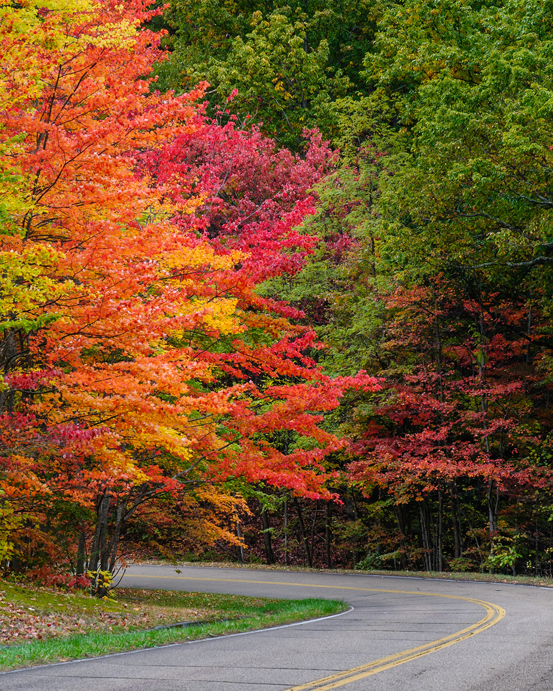 Trees With Colorful Leaves🌳