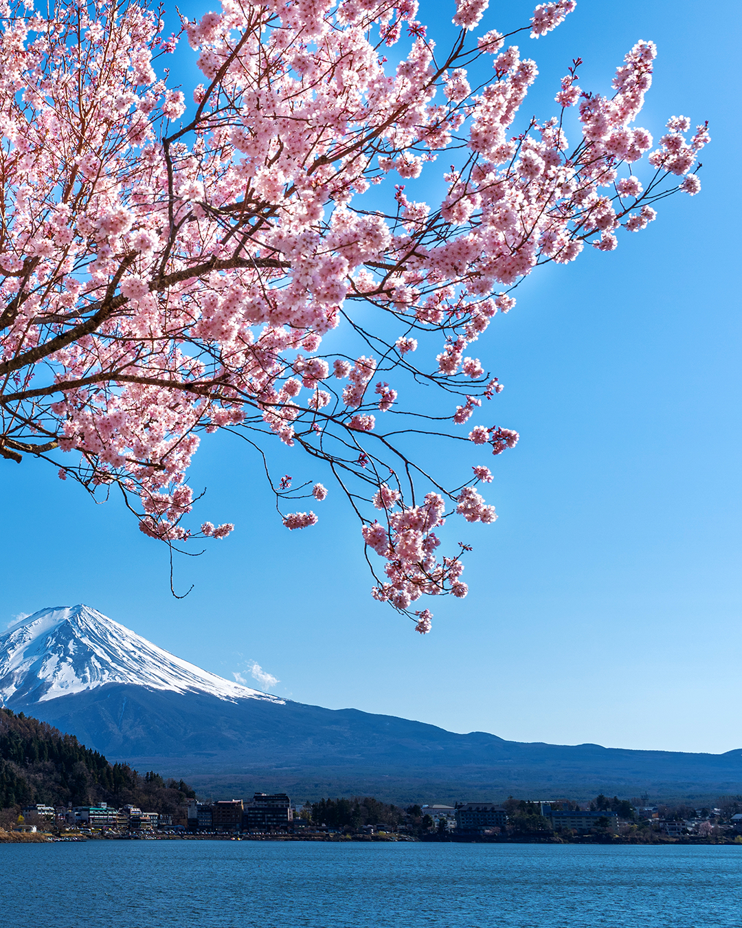 sakura cherry blossom