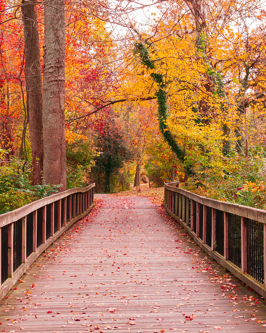 Fall Landscape