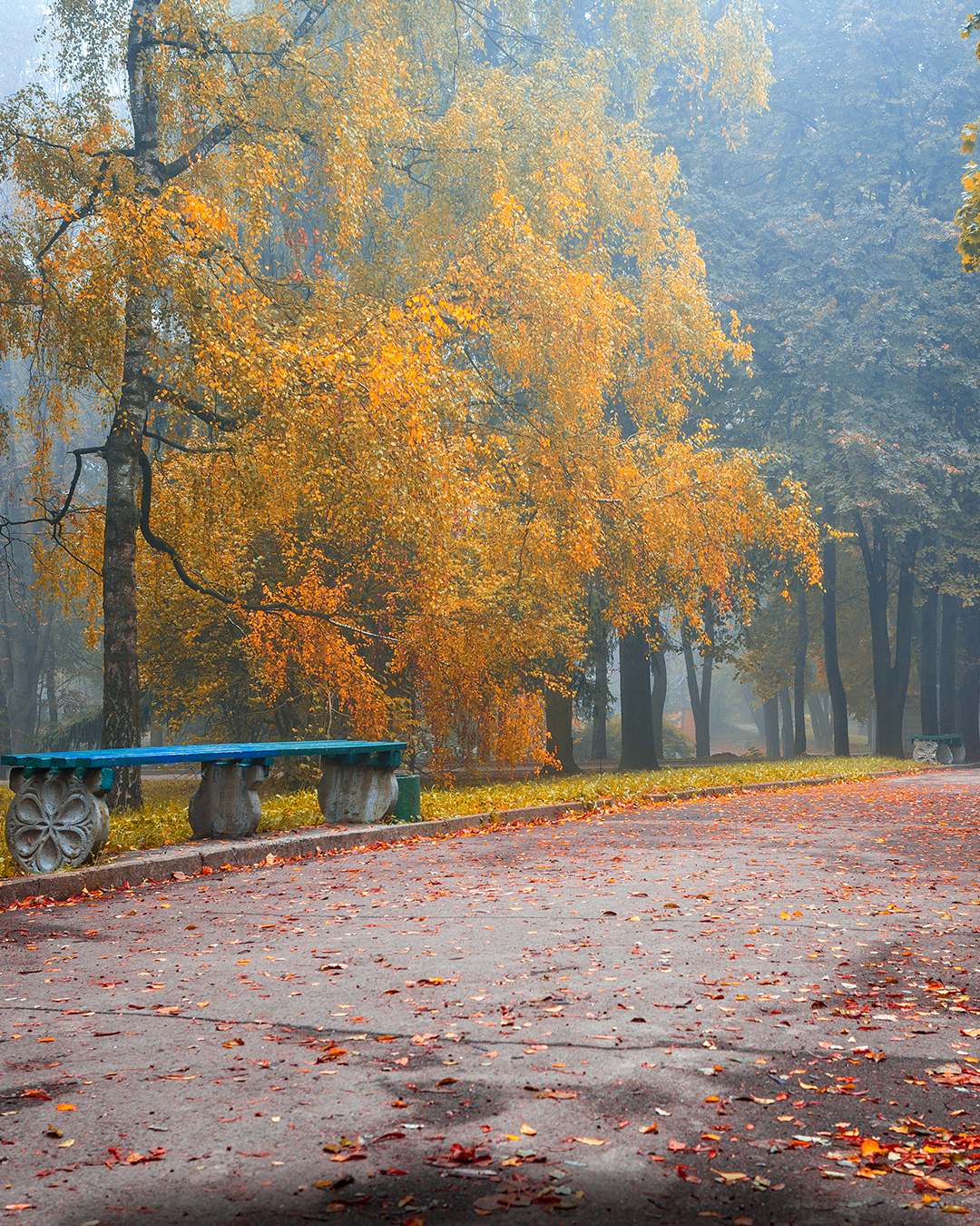 Autumn with fallen leaves 🍃