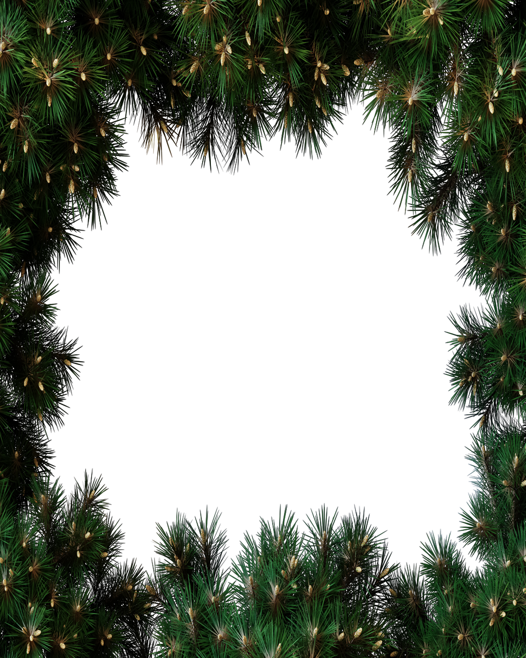 Branch of christmas tree🎄🎄