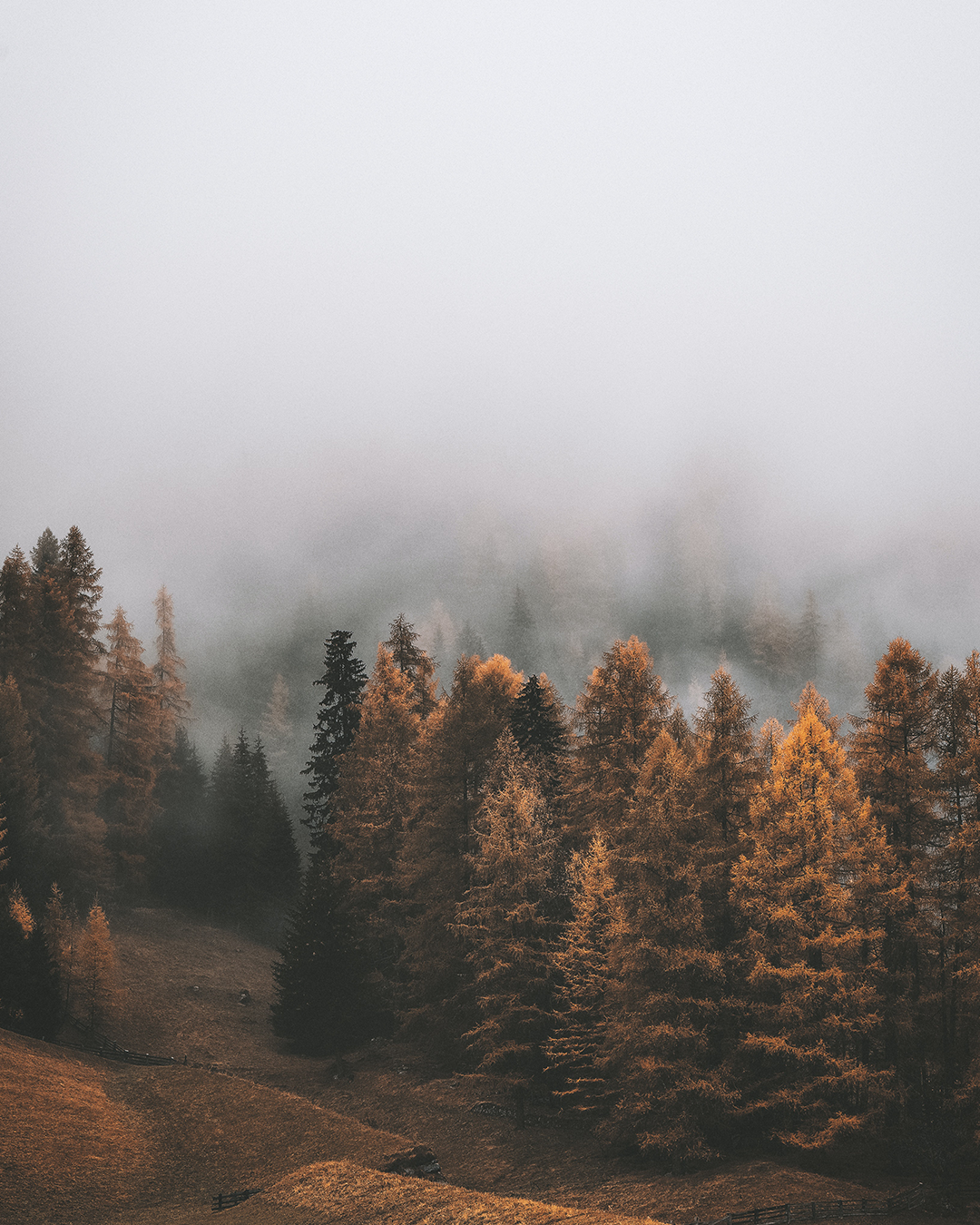 Trees Autumn Landscape🌳🍂