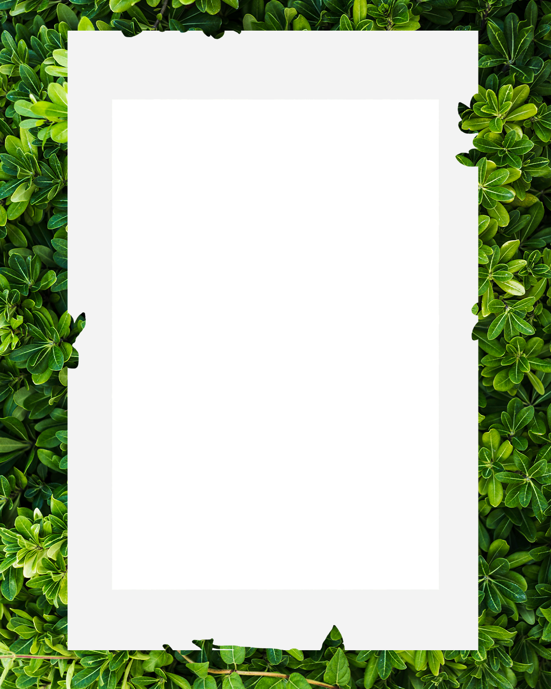 Green leave frame🍃🍃