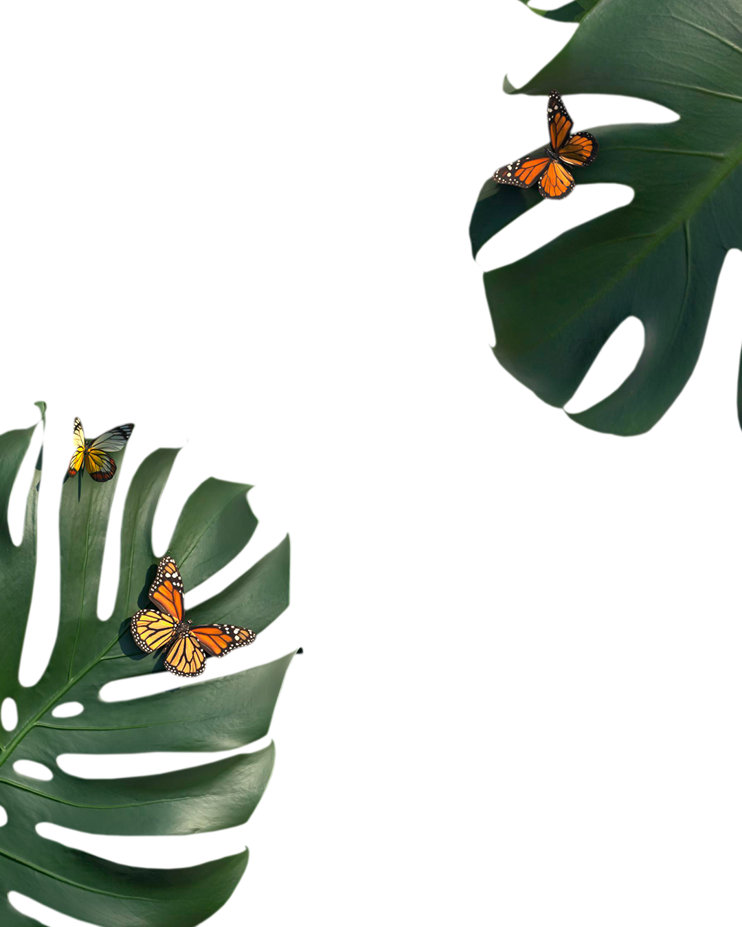 Green mostera plant leaves🍃🦋