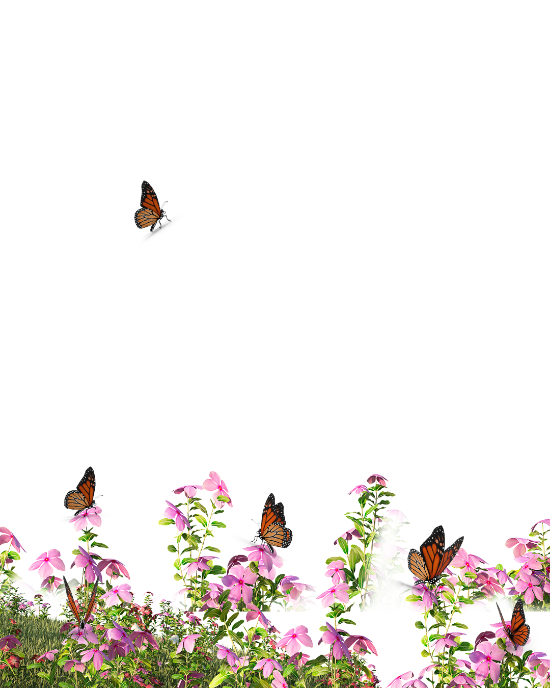 Monarch butterfly🦋 🦋